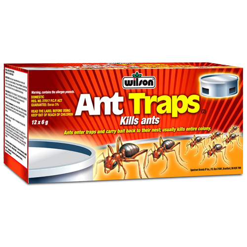 Ant traps in a box
