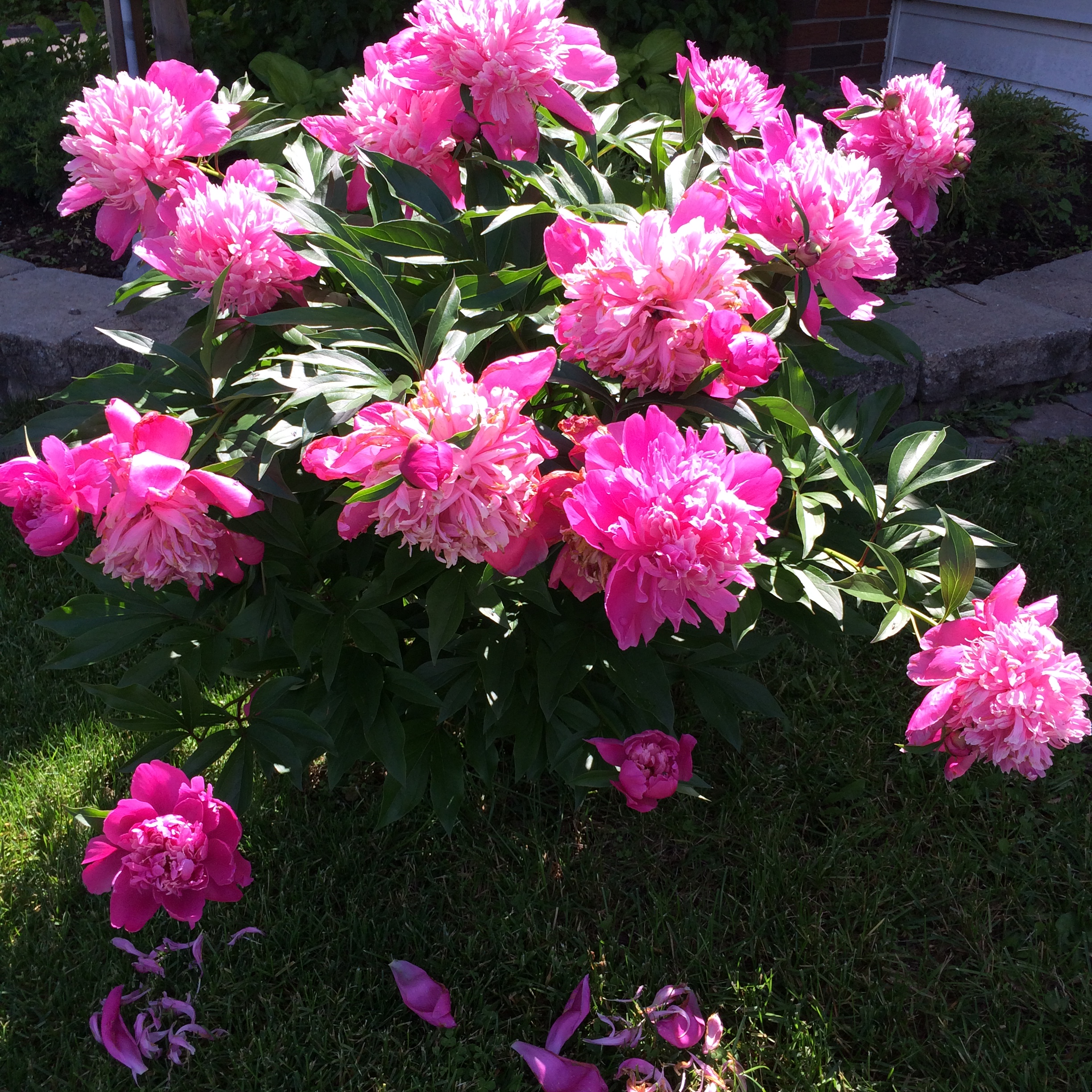 PEONIES AND OTHER FRONT YARD PHOTOS  2015-06-15 10.48 (2)