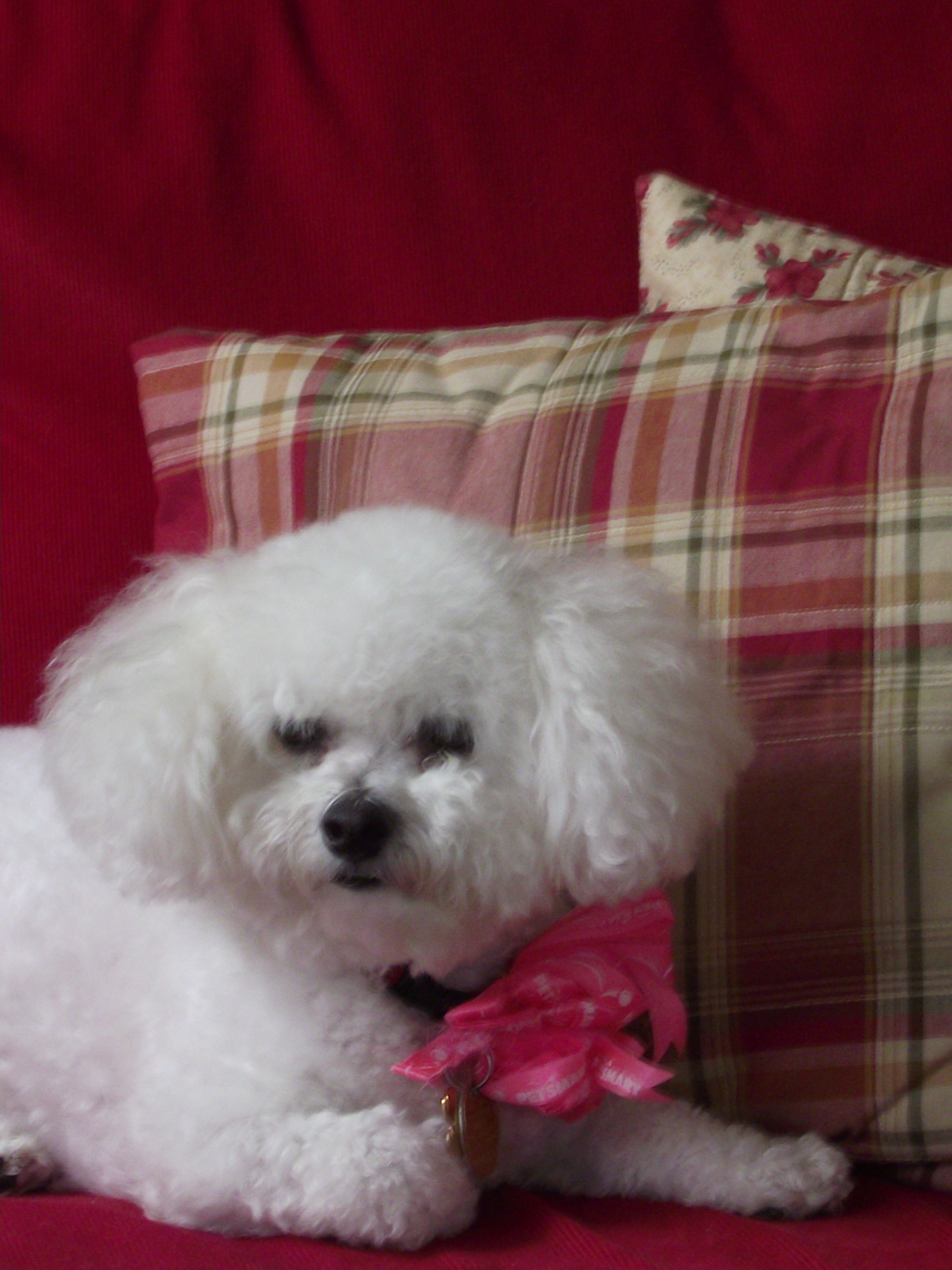 Here is our sweet little Cookie, relaxing in the sun room. Isn't she adorable?